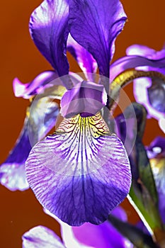 Iris sanguinea