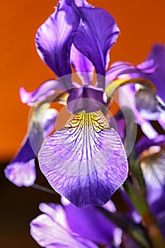 Iris sanguinea