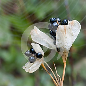 Iris seedpods