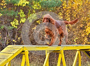 Iris Setter on agility walk way