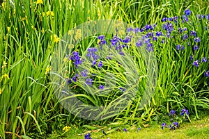 Iris siberica blue flowers next to a lake