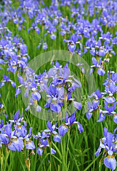 Iris sibirica