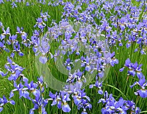 Iris sibirica