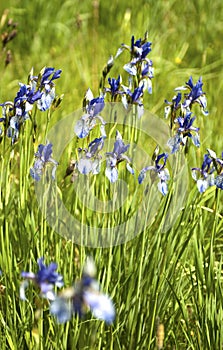 Iris sibirica