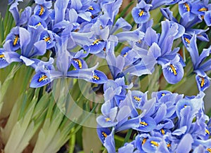 Iris sibirica