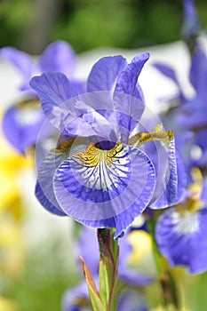 Iris sibirica.