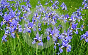 Iris sibirica photo