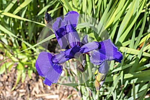 Iris sibirica `Caesars Brother`