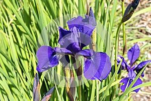 Iris sibirica `Caesars Brother`