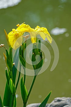 Iris tectorum