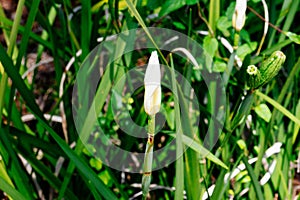 Iris tectorum flower bud