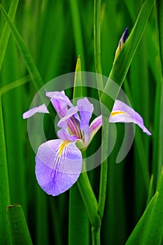 Iris tectorum Maxim