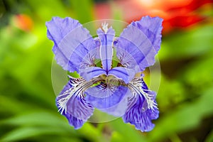 Iris tectorum maxim fleur-de-lis