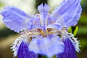 Iris tectorum maxim fleur-de-lis