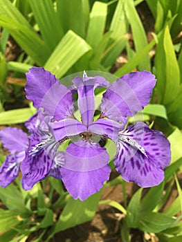 Iris tectorum Maxim.  Shooting in summer