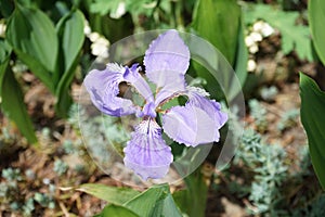 Iris tectorum with a purple flower in May. Berlin, Germany