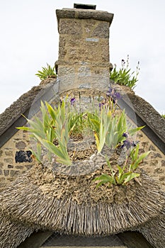 Iris on a thachted roof of a typical house of normandy, France