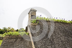 Iris on a thachted roof of a typical house of normandy, France