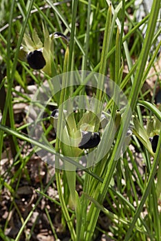 Iris tuberosa flower close up