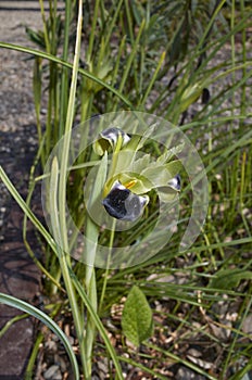 Iris tuberosa flower close up