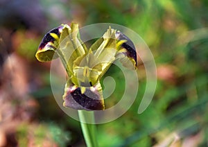 Iris tuberosa flower , flora of Greece