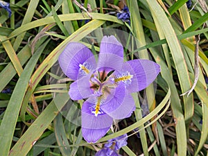 Iris unguicularis ,Iris stylosa or Algerian iris flower