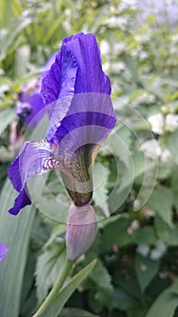 Iris is an unpretentious perennial plant that has a bright color