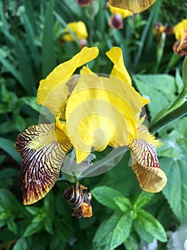 Iris variegata, rhizomatous perennial photo