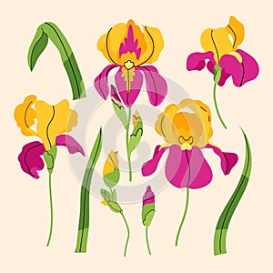 Iris vector set with yellow flowers, buds and leaves. Vector flat summer illustration isolated on beige background