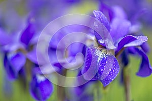 Iris versicolo or purple iris photo