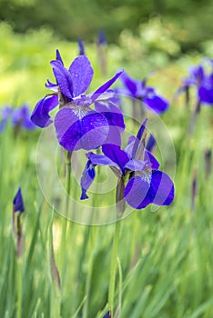 Iris versicolo or purple iris photo