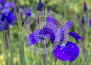 Iris versicolo or purple iris photo