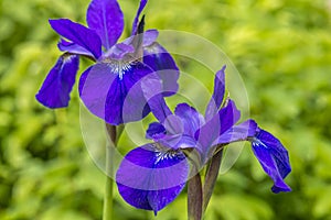 Iris versicolo or purple iris photo