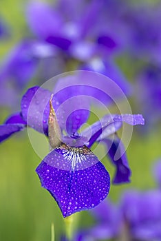 Iris versicolo or purple iris photo