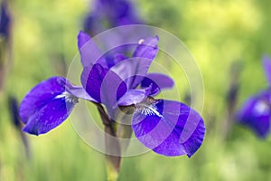 Iris versicolo or purple iris photo
