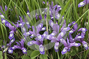 Iris versicolor photo