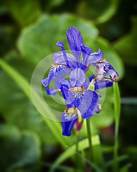Iris versicolor, also commonly known as the blue flag, harlequin blueflag, larger blue flag, northern blue flag, and poison flag photo