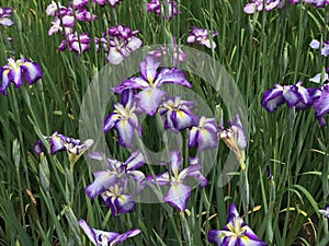 Iris versicolor, variegated flowers of rich violet mottled photo