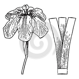 Iris vintage illustration