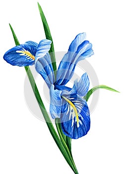 iris watercolor, flower illustration, botanical painting, summer flora