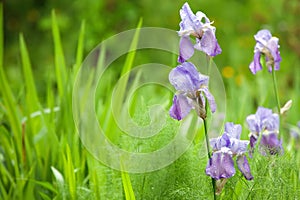 Iris in wild garden