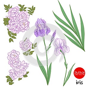 Iris and wild rose flowers. Stock line vector illustration botan