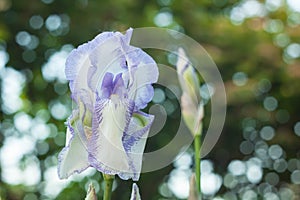 IRIS wite in the garden