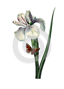 Iris xiphium Antique Flower Illustrations