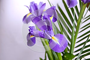 Irises