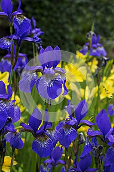 Irises