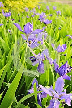 irises