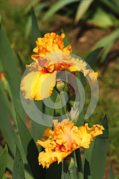 Irises blossoming in a garden, Giardino dell' Iris in Florence photo