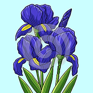 Irises Flower Colored Cartoon Illustration