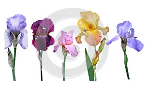 Irises flowers